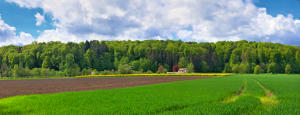 Frühling im Mindeltal - der Ochsenberg, ein Waldstück zwischen Mindelzell und Bayersried.