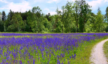 Ein besonderes Farbenspiel am 26.Mai - am Mindeltalradweg zwischen Balzhausen und Mindelzell.