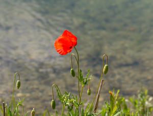 Ohne Mohnblumen geht kein (Foto)Tag zu Ende!