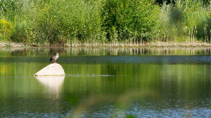 Der schönste Platz in der Morgensonne hat sich diese Nilgans herausgesucht - ein Weiher im Mindeltal bei  Balzhausen.