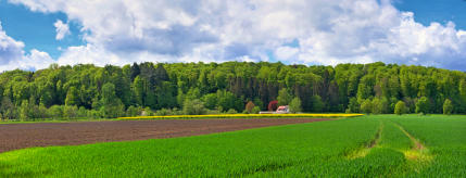 Frühling im Mindeltal - der Ochsenberg, ein Waldstück zwischen Mindelzell und Bayersried.