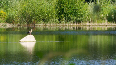 Den schönsten Platz in der Morgensonne hat sich diese Nilgans herausgesucht - ein Weiher im Mindeltal bei  Balzhausen.