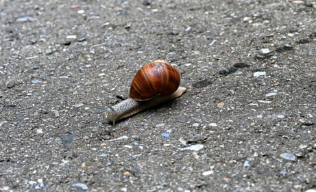 Eine Weinbergschnecke beim Überqueren einer Strasse ...