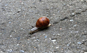 Eine Weinbergschnecke beim Überqueren einer Strasse ...