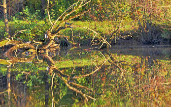 Geäst im Weiher - bizarre Formen